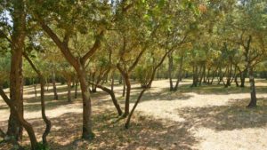 roulotte spectacles 2020 compagnie théâtre de la terre Ariège au camping la cigalière