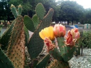 esperaza; entre2mondes. cpmpagnie théâtre de la terre. Ariège.